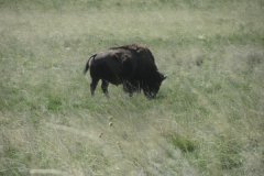 Antelope Island (4/18)