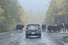 Fall Color Tour (10/21)