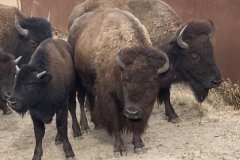 Antelope Island (11/22)